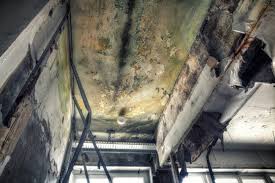 Best Mold Documentation for Insurance Claims in Middletown, NY